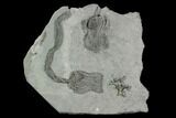 Two Crinoid (Platycrinites) Fossils - Crawfordsville, Indiana #125904-1